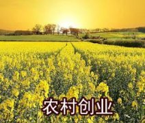 农村挣钱的小项目